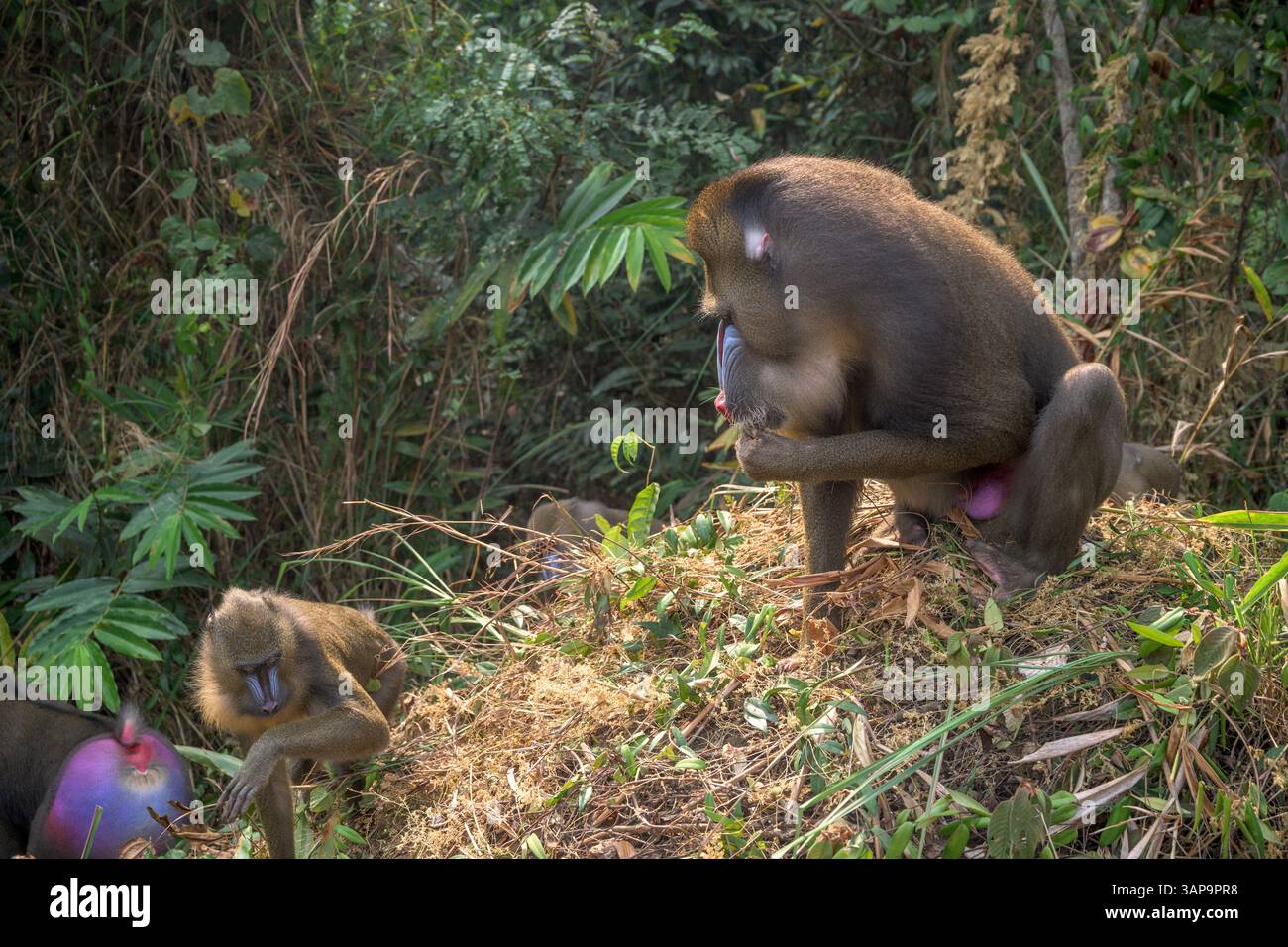 Eine Gruppe von Mandrillen, die im Lekedi-Reservat nach Nahrung graben. Stockfoto