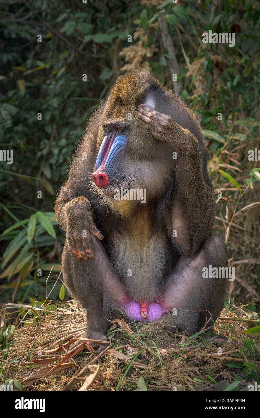 Porträt eines dominanten erwachsenen männlichen Mandrills im Lekedi-Reservat. Stockfoto