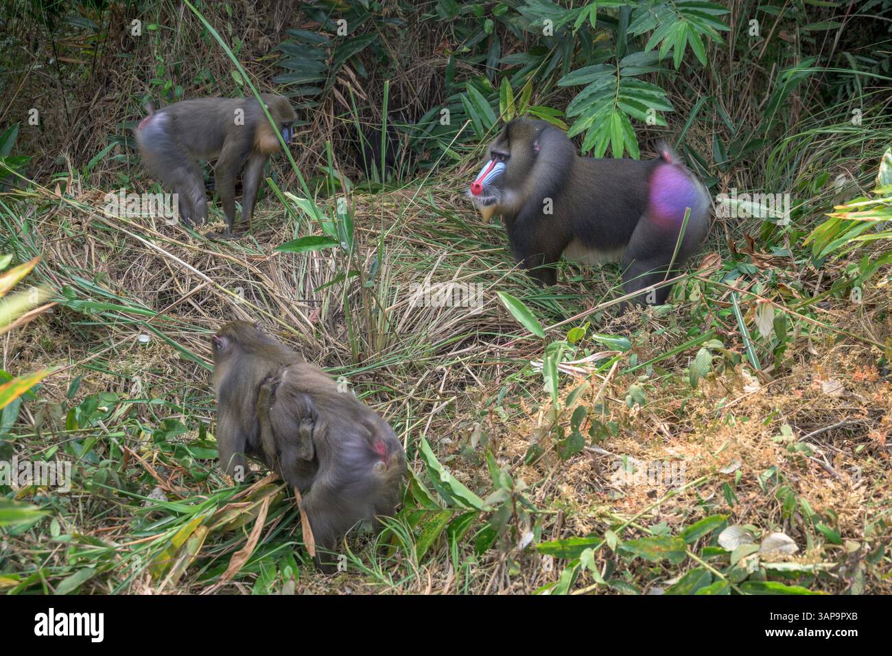 Eine Gruppe von Mandrillen, die im Lekedi-Reservat nach Nahrung graben. Stockfoto