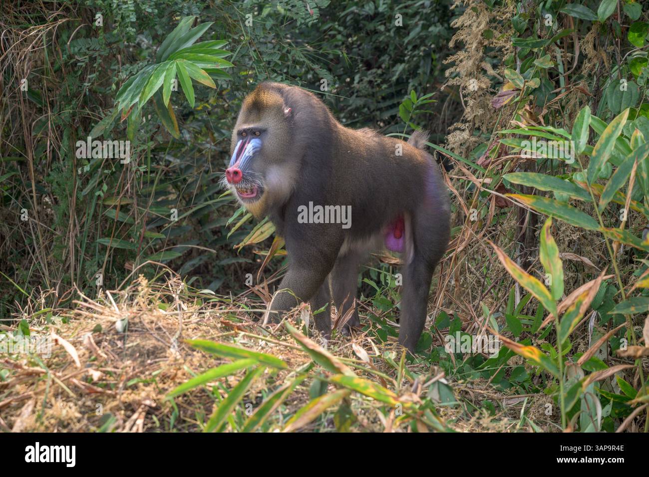 Dominanter männlicher Mandrill, der den Boden für Nahrung im Lekedi-Reservat gräbt. Stockfoto