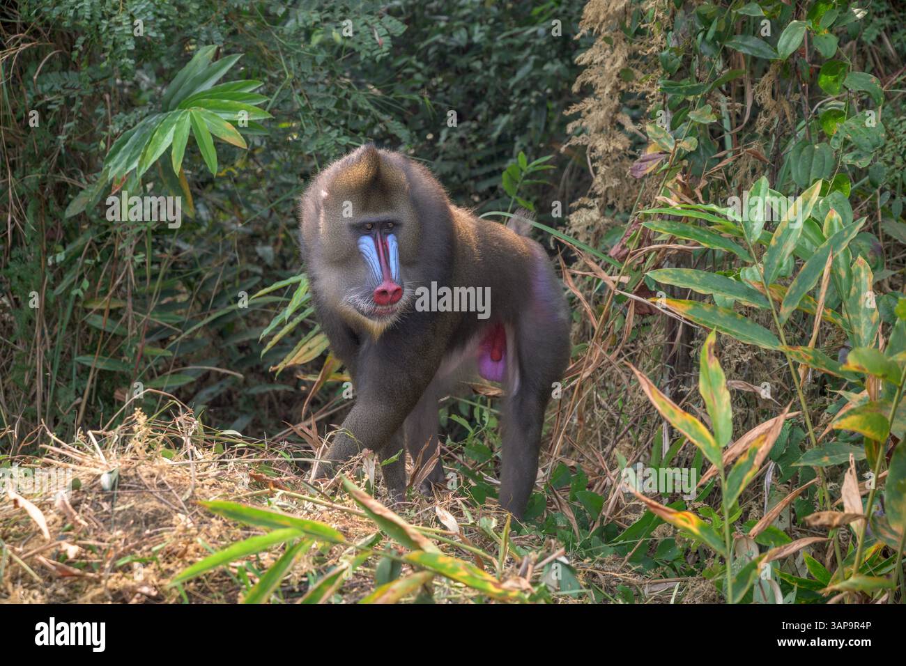 Dominanter männlicher Mandrill, der den Boden für Nahrung im Lekedi-Reservat gräbt. Stockfoto