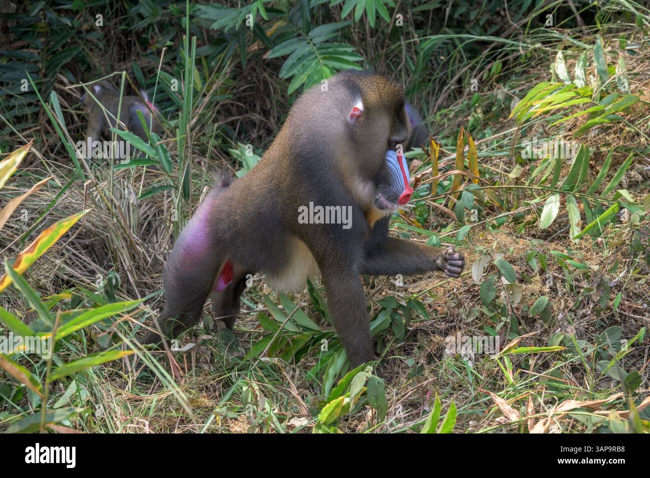 Eine Gruppe von Mandrillen, die im Lekedi-Reservat nach Nahrung graben. Stockfoto