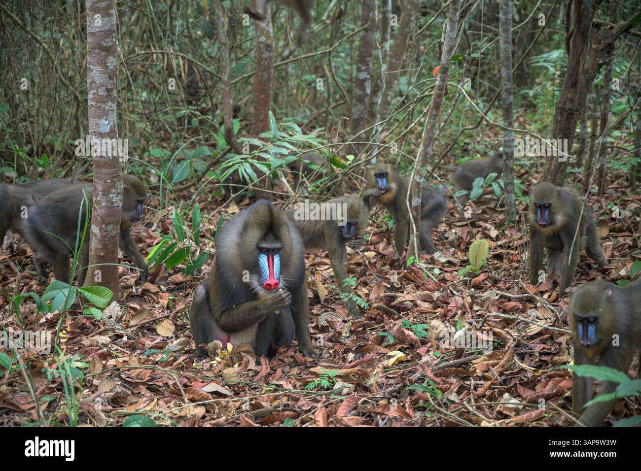 Eine Gruppe von Mandrillen, die im Lekedi-Reservat nach Nahrung graben. Stockfoto