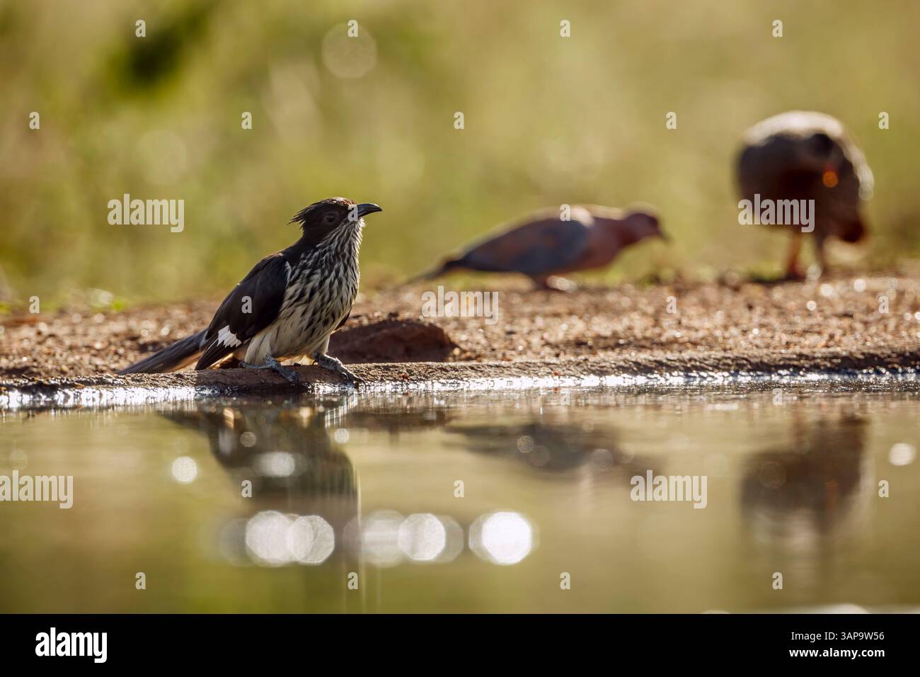 Levaillant's Cuckoo steht am Wasserloch im Hinterlicht im Greater Kruger National Park, Südafrika; Specie Clamator Levaillantii Familie von Cuculi Stockfoto