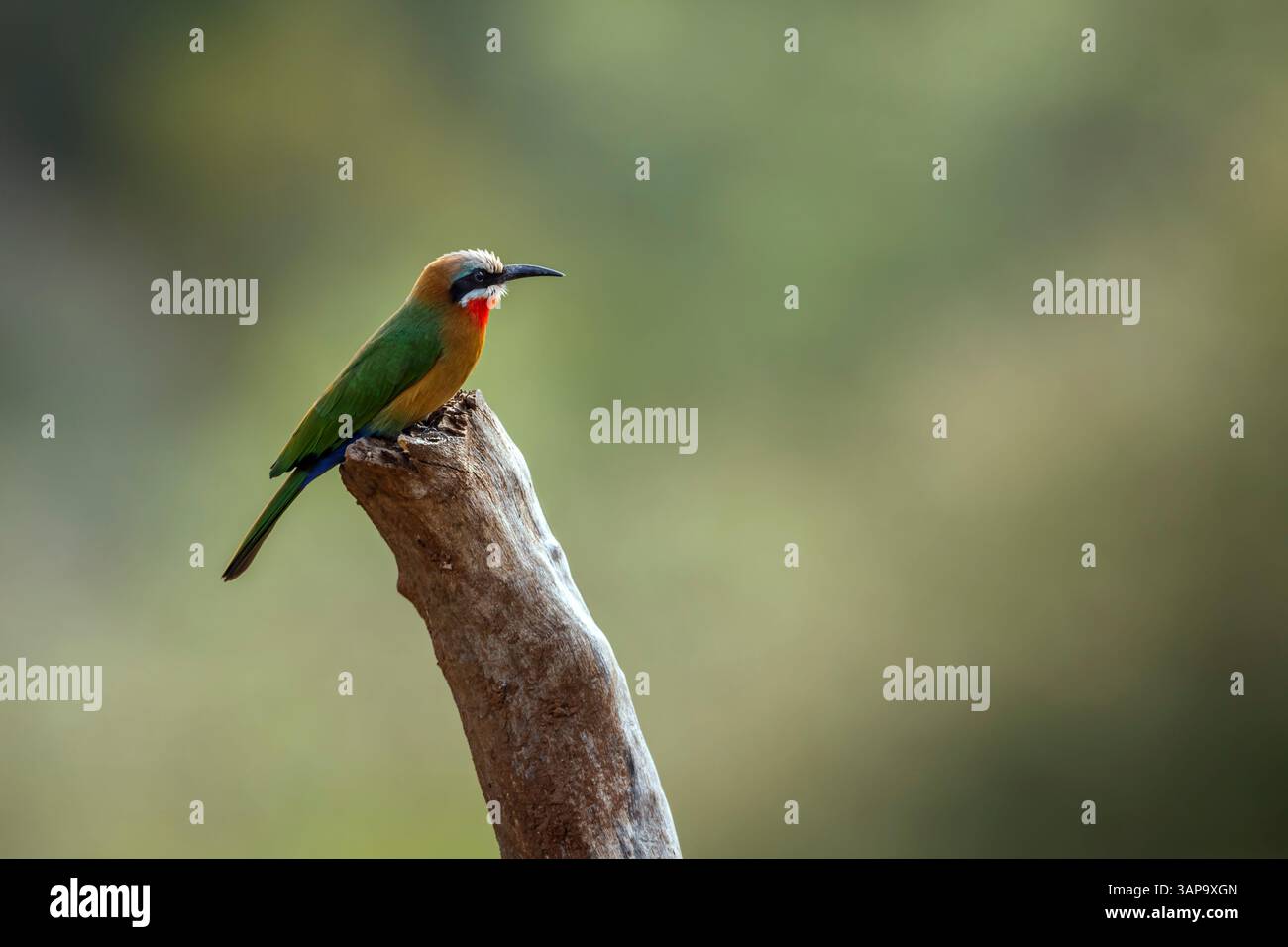 Bienenfresser auf einem Zweig, der in natürlichem Hintergrund im Greater Kruger National Park, Südafrika, isoliert ist; Specie Merops bullockoides Stockfoto