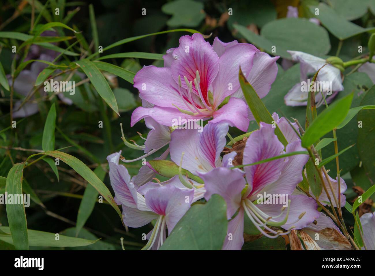 Dies sind Bauhinia variegata Blüten, auch bekannt als Pink Bauhinia. In zartem Rosa mit roten Streifen versprühen sie einen zarten und eleganten Charme. Stockfoto