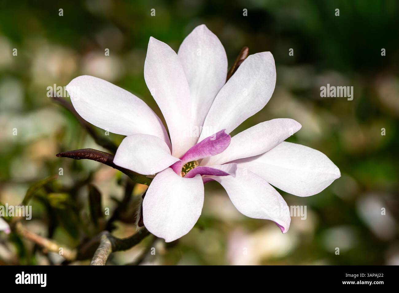 Magnolia x loebneri „Leonard Messel“ eine frühlingsblühende Baumstrauchpflanze mit einer blassrosa Frühlingsblume, Gartenfoto Stockfoto