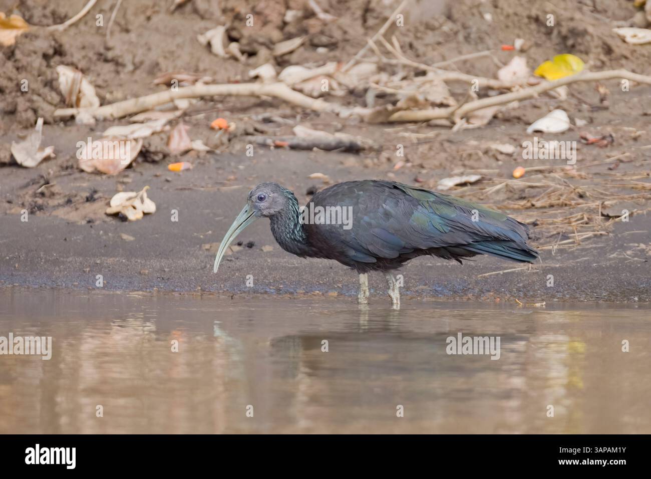 Grüne Ibis, die sich in einem Fluss in Costa Rica ernähren Stockfoto Grüne Ibis, die sich in einem Fluss in Costa Rica ernähren Stockfoto