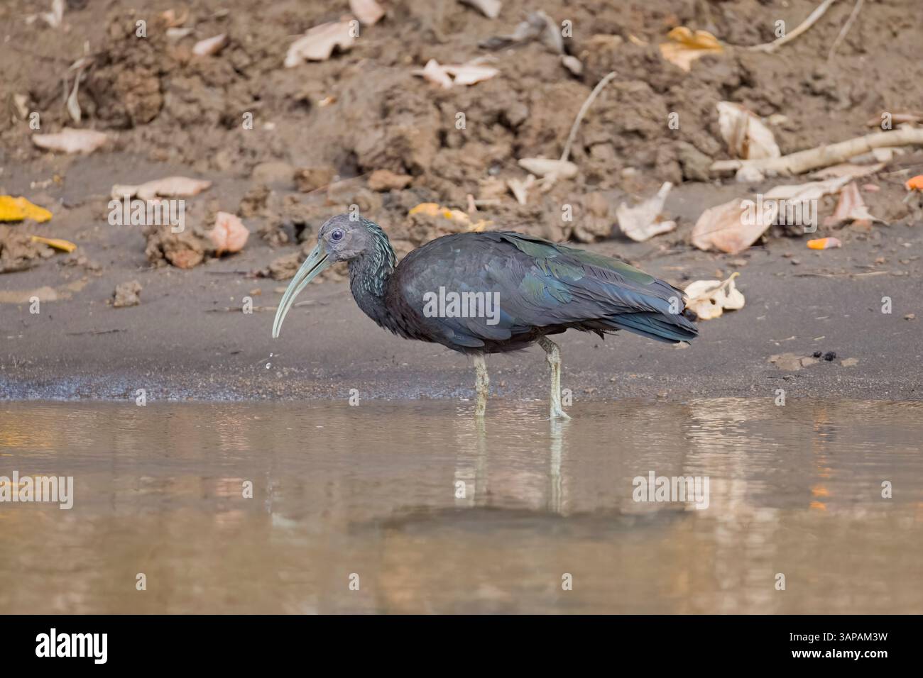 Grüne Ibis, die sich in einem Fluss in Costa Rica ernähren Stockfoto Grüne Ibis, die sich in einem Fluss in Costa Rica ernähren Stockfoto