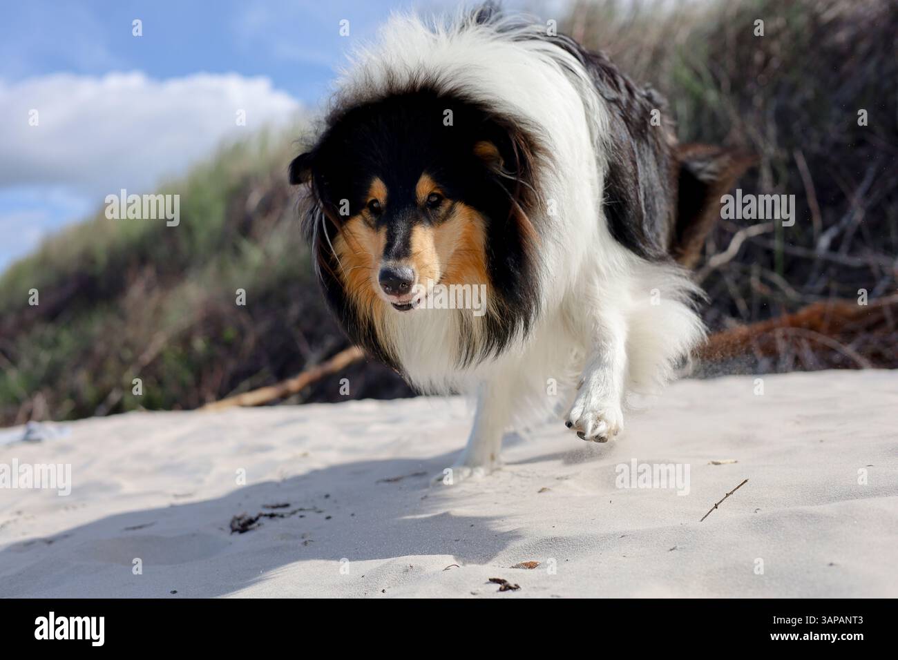 Rauer Collie-Hund, der am Sandstrand mit bewölktem Himmel läuft Stockfoto