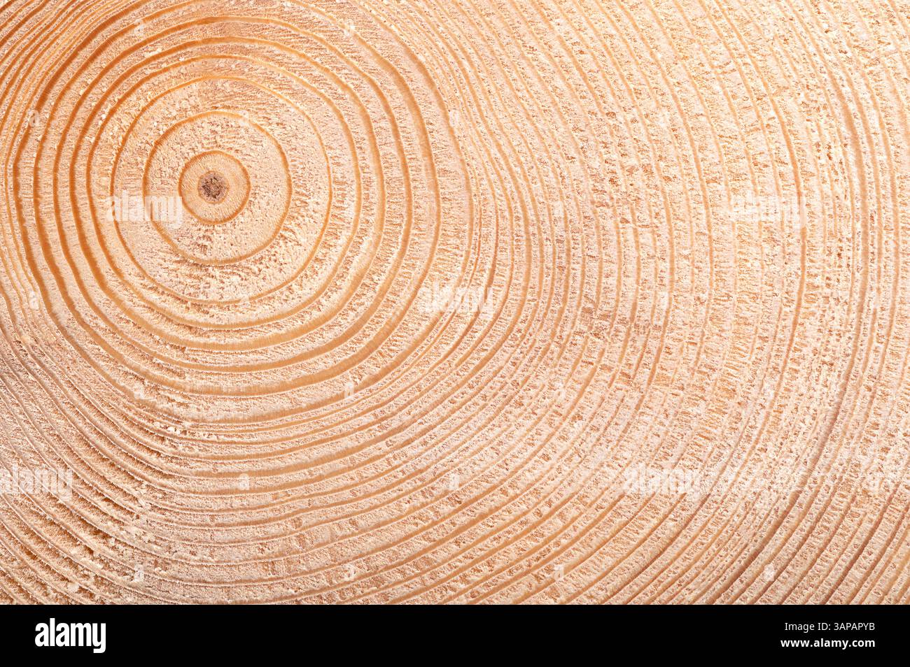 Wachstumsringe eines Fichtenbaums. Querschnitt eines Stammes, zeigt Alter und vergangene Klimaverhältnisse. Jeder helle und dunkle Ring steht für ein Jahr. Stockfoto