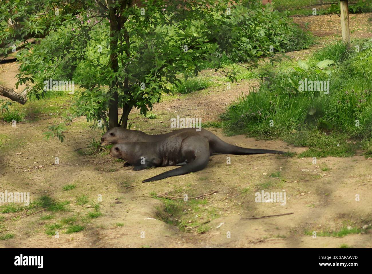 Riesenotter, eine Art, die in Südamerika beheimatet ist. Sie sind die größten Otter der Welt, bekannt für ihre langen Körper, ihre kräftigen Schwänze und ihre einzigartigen Halsenmarkierungen, die helfen können, Individuen zu identifizieren. Riesenotter sind sehr soziale Tiere, oft in Gruppen gesehen, und sind außergewöhnliche Schwimmer. 13. April 2025, The New Forest Wildlife Park, Ashurst, Hampshire, England. Dieses Foto ist eines von mehreren Fotos, die während eines kürzlichen Besuchs im Park gemacht wurden. Stockfoto