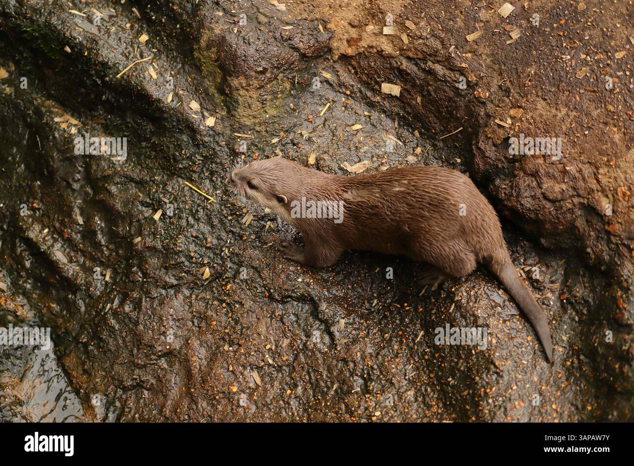 Ein eurasischer Otter auf einem nassen Felsen neben Wasser. Sie gedeihen in Süßwasser-Lebensräumen, wo sie Fische und andere Wassertiere jagen. Sie sind außergewöhnliche Schwimmer, die ihre langen Schwänze für den Antrieb und ihre gewebten Füße für Agilität unter Wasser verwenden. 13. April 2025, The New Forest Wildlife Park, Ashurst, Hampshire, England. Dieses Foto ist eines von mehreren Fotos, die während eines kürzlichen Besuchs im Park gemacht wurden. Stockfoto