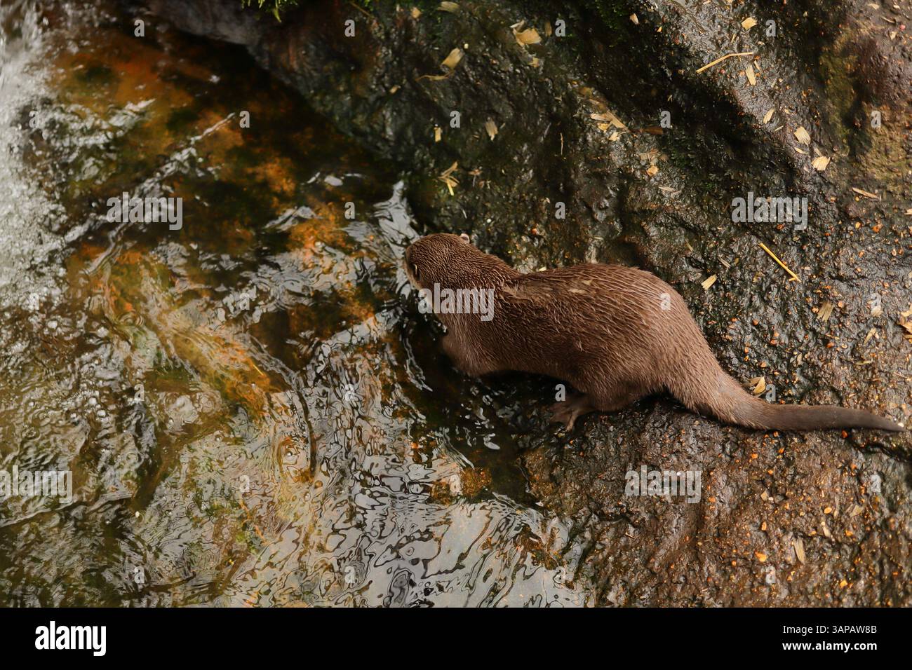 Ein eurasischer Otter, der am Wasser einen Drink nimmt. Sie gedeihen in Süßwasser-Lebensräumen, wo sie Fische und andere Wassertiere jagen. Sie sind außergewöhnliche Schwimmer, die ihre langen Schwänze für den Antrieb und ihre gewebten Füße für Agilität unter Wasser verwenden. 13. April 2025, The New Forest Wildlife Park, Ashurst, Hampshire, England. Dieses Foto ist eines von mehreren Fotos, die während eines kürzlichen Besuchs im Park gemacht wurden. Stockfoto