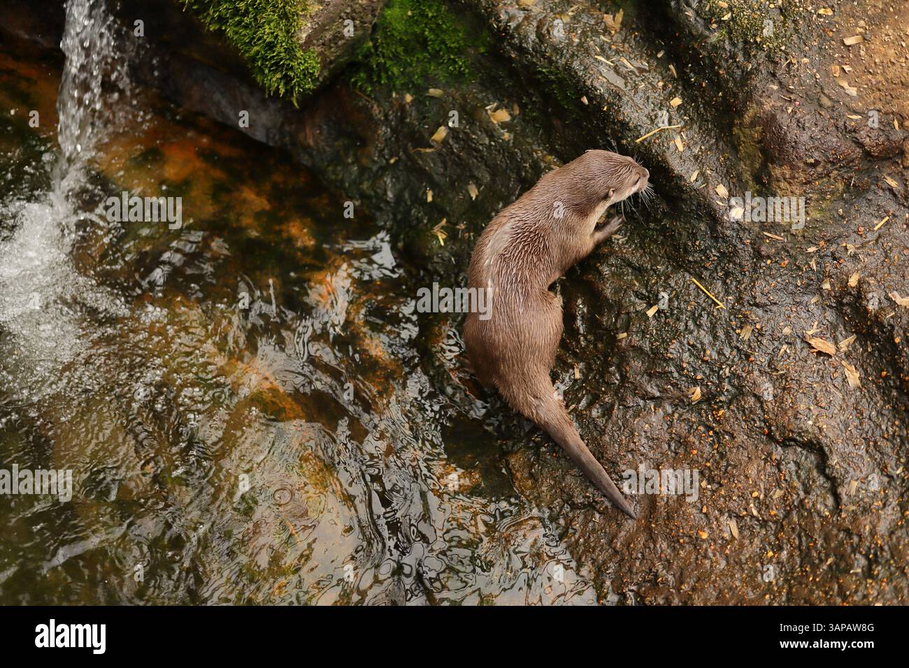 Ein eurasischer Otter klettert Stufen, weg vom Wasser. Sie gedeihen in Süßwasser-Lebensräumen, wo sie Fische und andere Wassertiere jagen. Sie sind außergewöhnliche Schwimmer, die ihre langen Schwänze für den Antrieb und ihre gewebten Füße für Agilität unter Wasser verwenden. 13. April 2025, The New Forest Wildlife Park, Ashurst, Hampshire, England. Dieses Foto ist eines von mehreren Fotos, die während eines kürzlichen Besuchs im Park gemacht wurden. Stockfoto