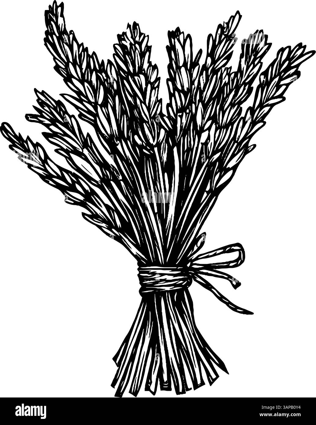 Diese Vintage Holzschnitt-Illustration zeigt ein Bündel getrockneten Weizens, elegant mit Garn gebunden Stock Vektor