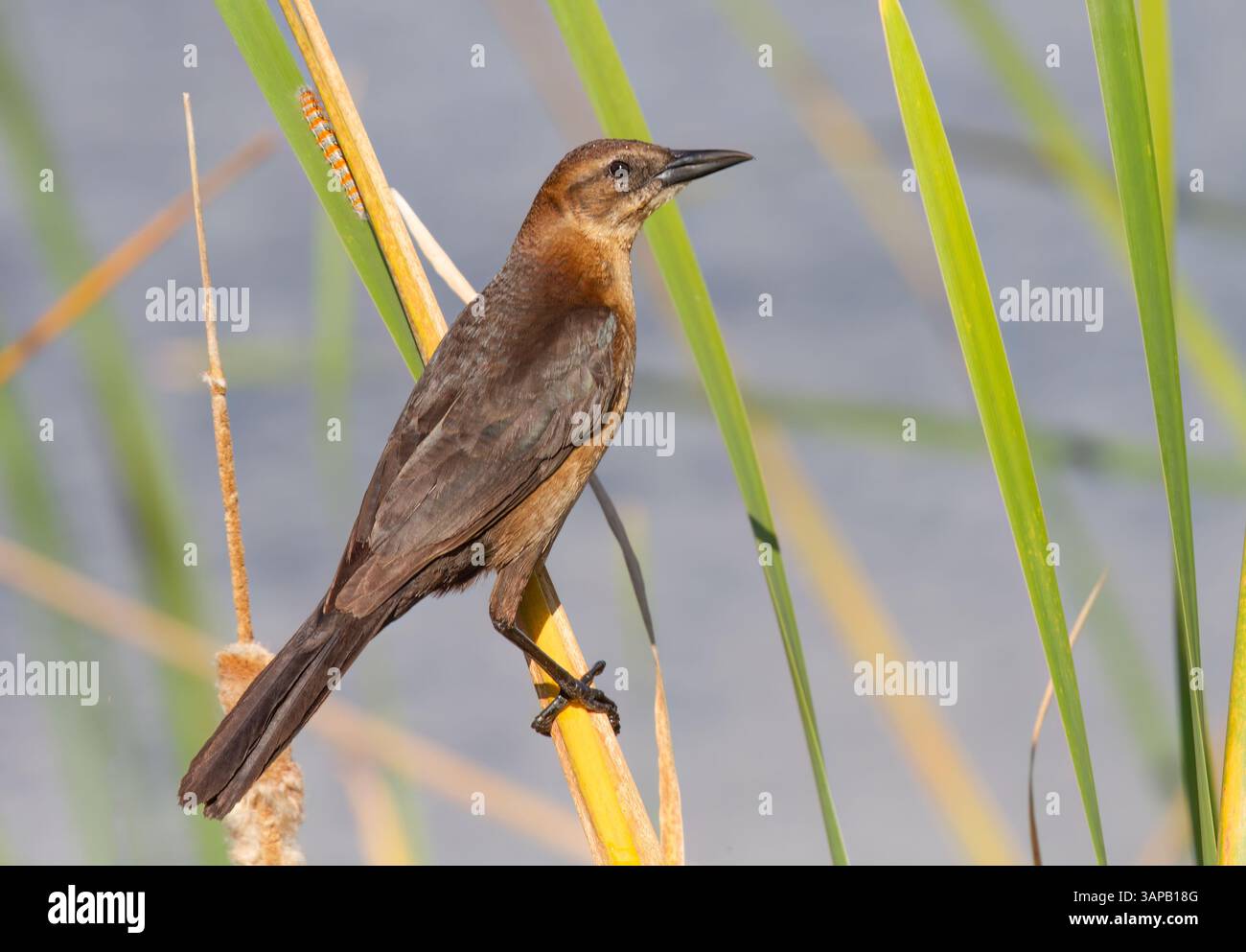 Ein Boot-Tail-Grackle, der auf einem Stiel bei einem Florida-Sumpfgebiet thront Stockfoto