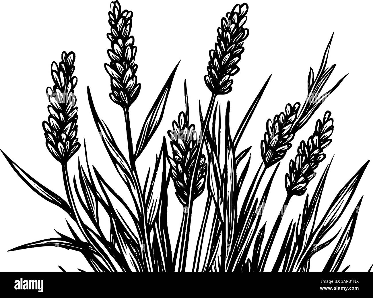 Diese Vintage Holzschnitt-Illustration zeigt eine wunderschön detaillierte Hopfengruppe, die mit üppigen Blättern verflochten ist Stock Vektor