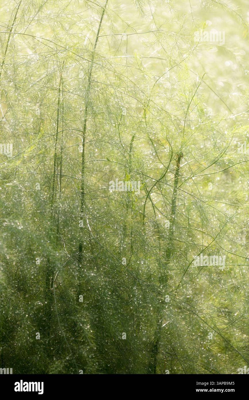 Garten Spargel (Spargel officinalis) eine beliebte mehrjährige Gemüsepflanze. Nass mit Morgentau und stark hintergrundbeleuchtet. Stockfoto