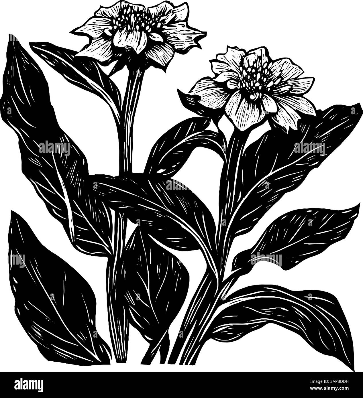 Diese detaillierte Holzschnitt-Illustration zeigt eine Gruppe blühender Pflanzen, die ihre Blätter und zarten Blüten hervorheben Stock Vektor