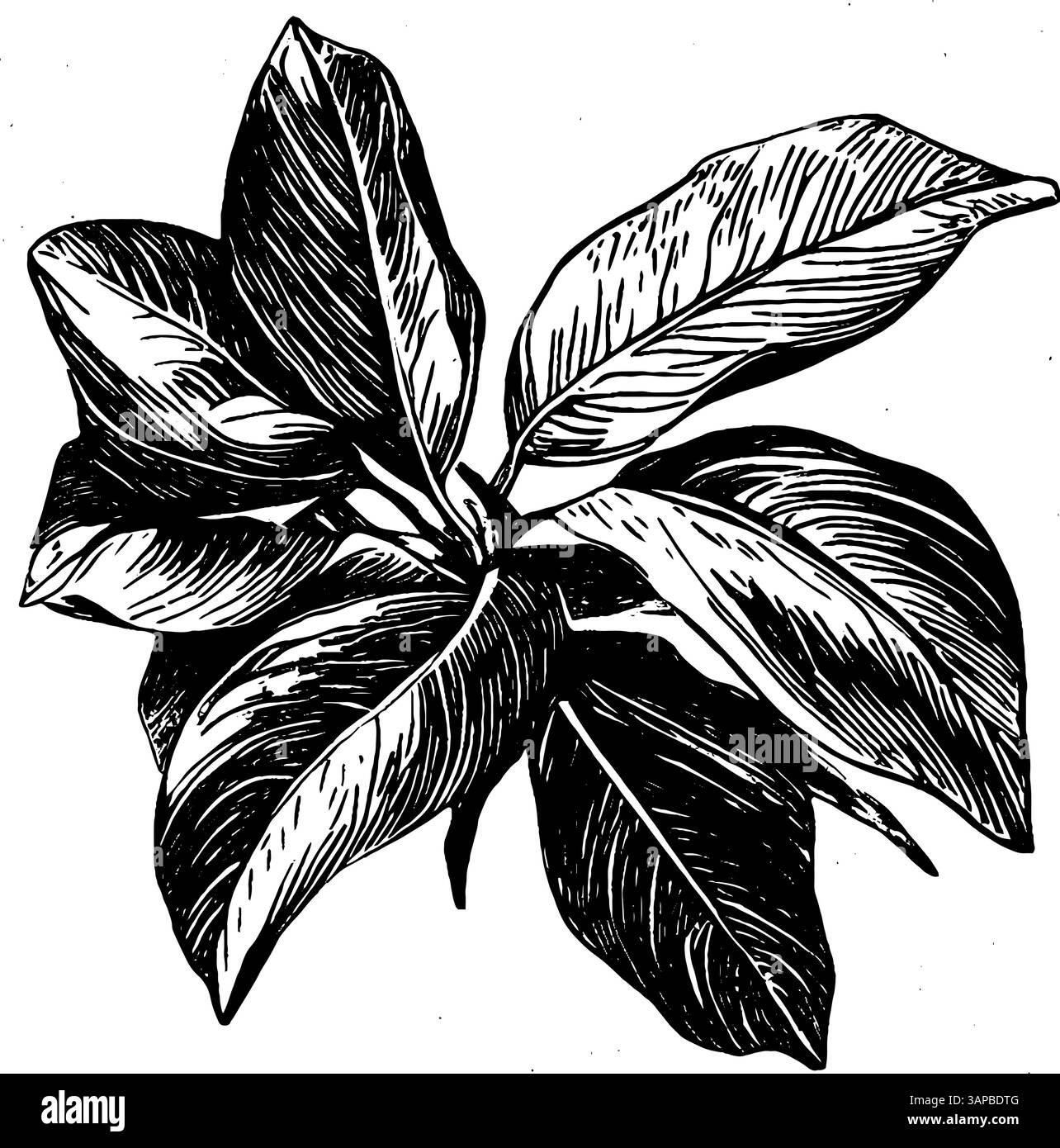Dieses Kunstwerk zeigt eine detaillierte Holzschnitt-Illustration von blühenden Blumen und ihren begleitenden Blättern Stock Vektor