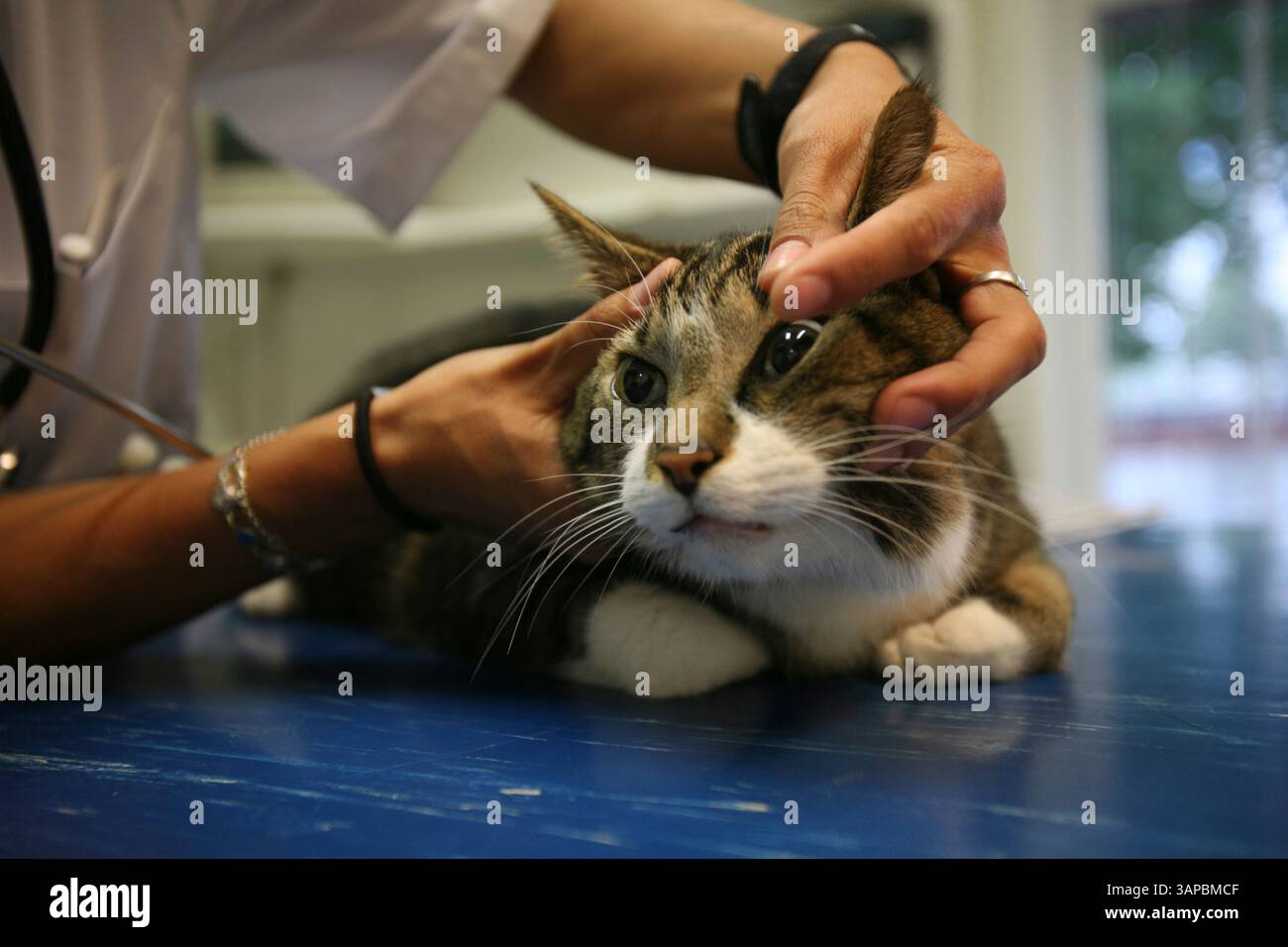 15. Juni 2008 - Amsterdam, Niederlande - Tierärztin bei der Arbeit in ihrer Klinik. Katze wird Augen überprüft. Ein Tierarzt (amerikanisches Englisch) oder ein Tierarzt (britisches Englisch), oft verkürzt zu Tierarzt, ist eine Person, die Tiere behandelt und ein Tierarzt ist. Das Wort stammt vom lateinischen veterinae und bedeutet "Arbeitstiere". „Tierarzt“ wurde erstmals 1646 von Thomas Browne gedruckt (Credit Image: © Ton Koene/ZUMAPRESS.com) Stockfoto