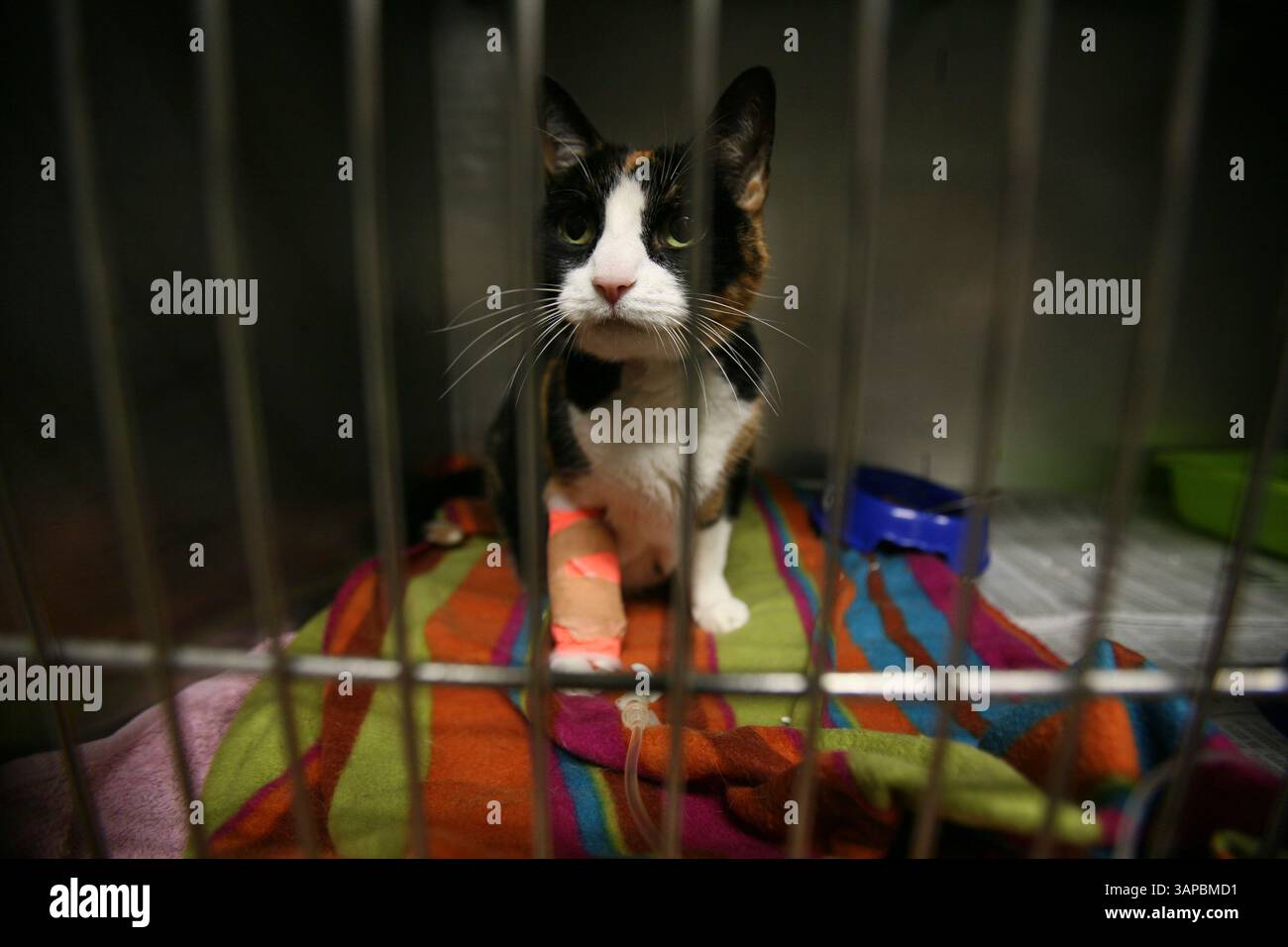 15. Juni 2008 - Amsterdam, Niederlande - Tierärztin bei der Arbeit in ihrer Klinik. Katze im Aufbewahrungsbehälter. Ein Tierarzt (amerikanisches Englisch) oder ein Tierarzt (britisches Englisch), oft verkürzt zu Tierarzt, ist eine Person, die Tiere behandelt und ein Tierarzt ist. Das Wort stammt vom lateinischen veterinae und bedeutet "Arbeitstiere". „Tierarzt“ wurde erstmals 1646 von Thomas Browne gedruckt (Credit Image: © Ton Koene/ZUMAPRESS.com) Stockfoto