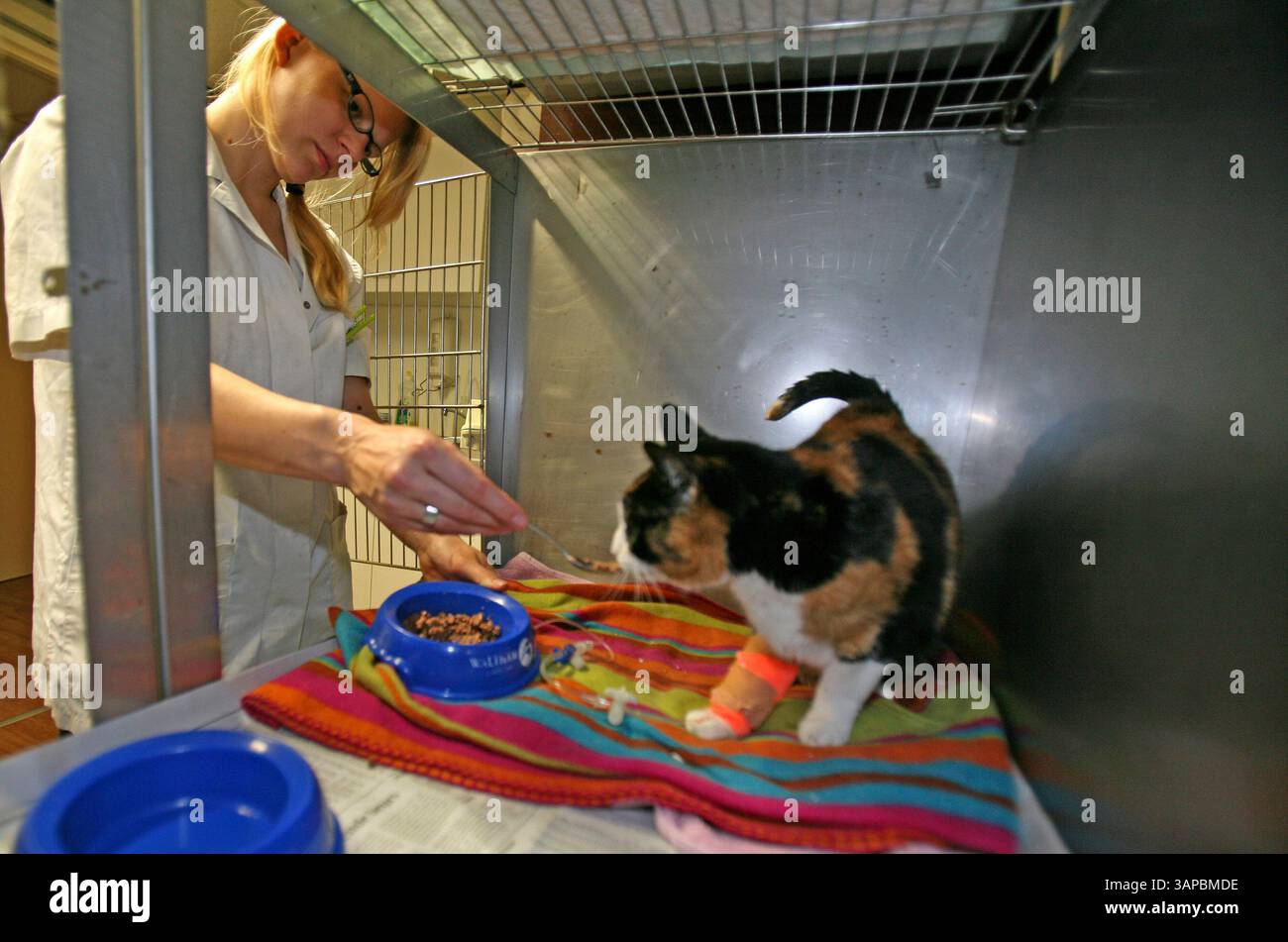 15. Juni 2008 - Amsterdam, Niederlande - Tierärztin bei der Arbeit in ihrer Klinik. Katze im Aufbewahrungsbehälter. Ein Tierarzt (amerikanisches Englisch) oder ein Tierarzt (britisches Englisch), oft verkürzt zu Tierarzt, ist eine Person, die Tiere behandelt und ein Tierarzt ist. Das Wort stammt vom lateinischen veterinae und bedeutet "Arbeitstiere". „Tierarzt“ wurde erstmals 1646 von Thomas Browne gedruckt (Credit Image: © Ton Koene/ZUMAPRESS.com) Stockfoto
