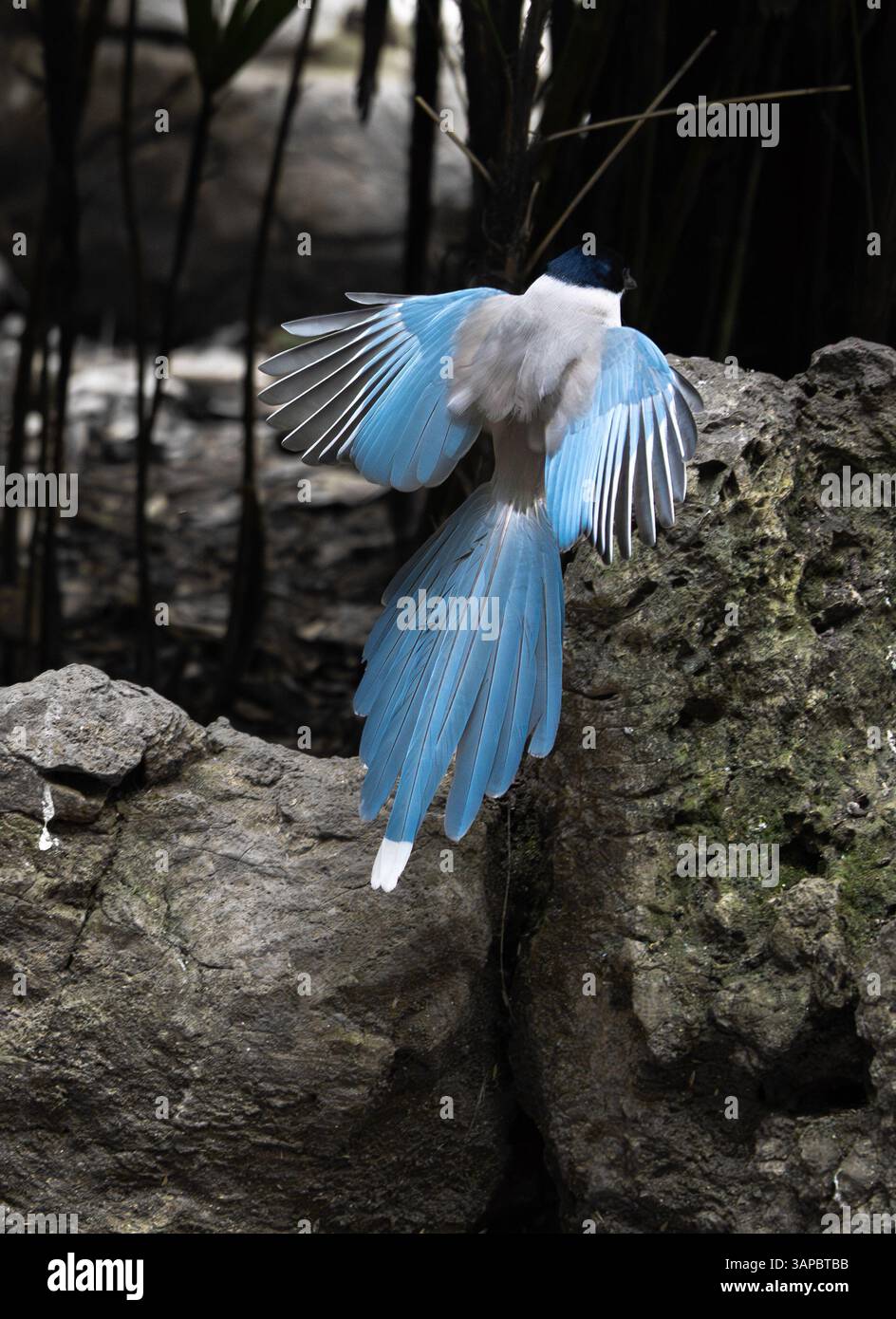 Azure-geflügelte Elster, Cyanopica Cyana, einzelner Vogel, der auf einem Felsen landet, Stockfoto