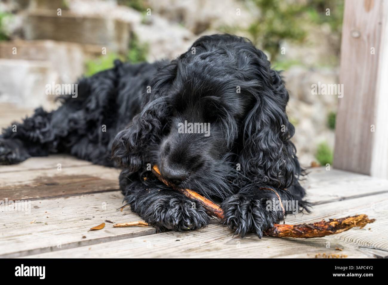 cocker Spaniel Black beißt einen Stock Stockfoto