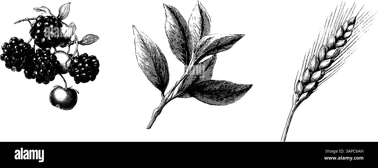 Graviertes Herbststrauß mit Beeren und Blumenelementen für saisonale Designs. Stock Vektor