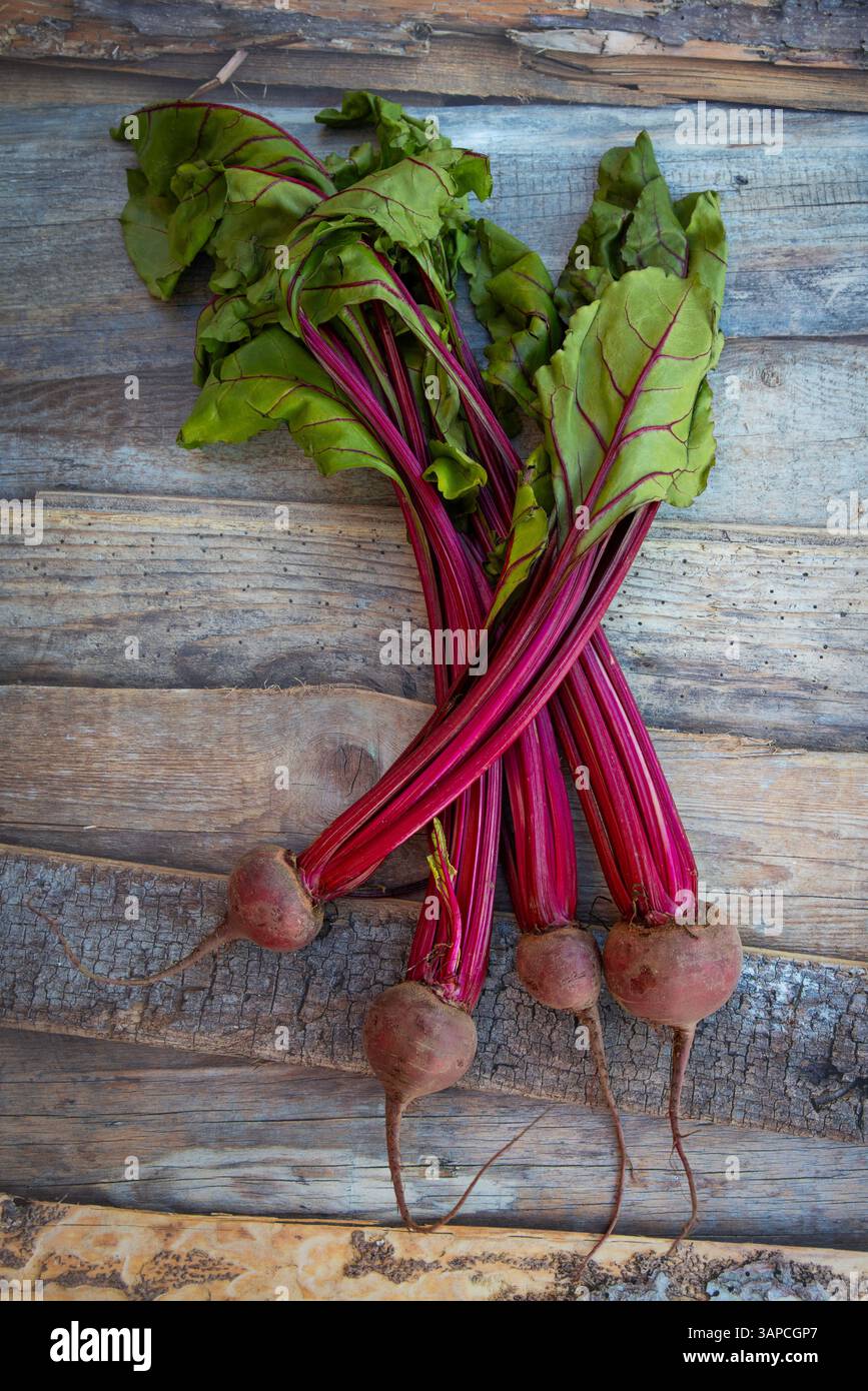 Gebündelte Rote Bete mit Rote Bete-Spitzen aus einer Kleingartenanlage in Großbritannien Stockfoto