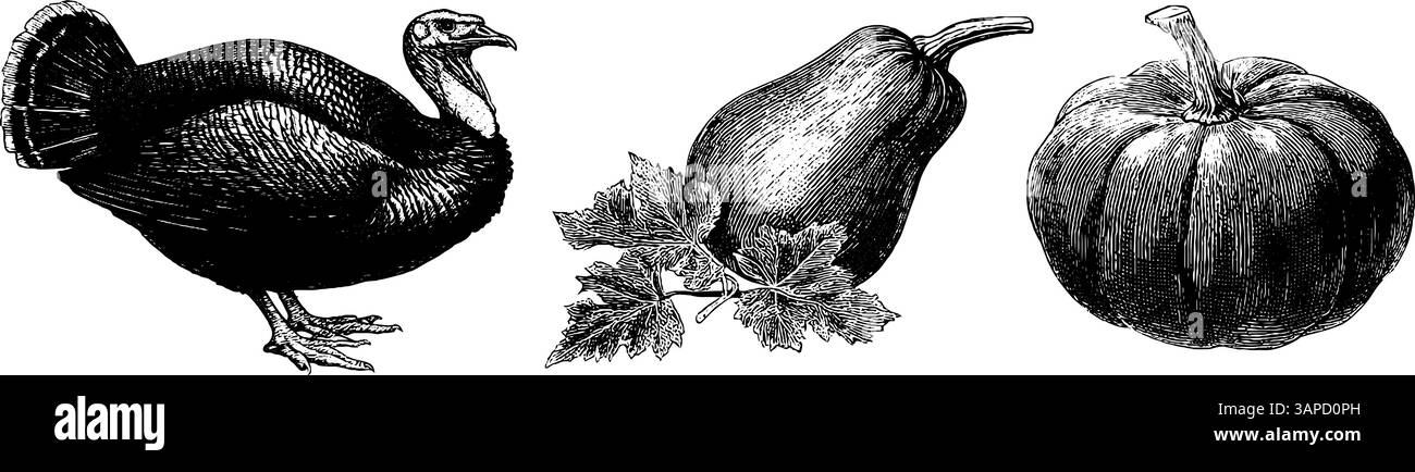 Gravierte Illustration von putenkürbis und Erntegemüse für Herbstdesign. Stock Vektor