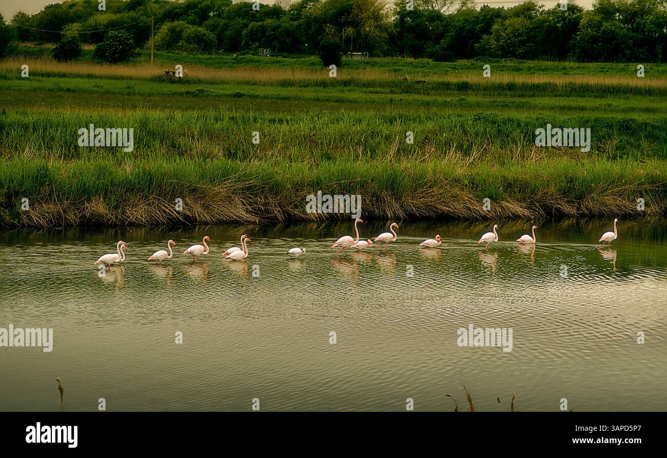 Das Valli di Comacchio liegt ruhig zwischen Emilia und Romagna (Italien) Stockfoto