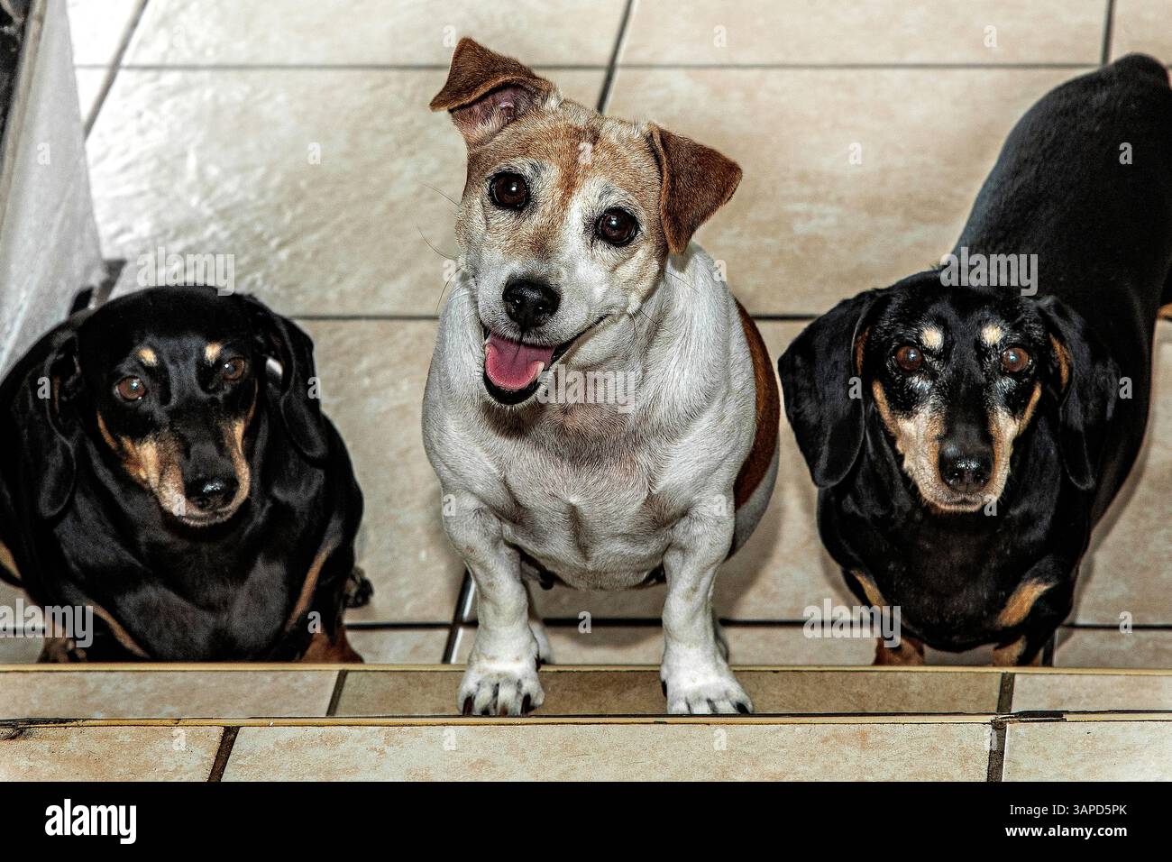 Ein heller und freundlicher, brauner Jack Russel Terrier, der zwischen zwei schwarzen und braunen Dackeln aufsteigt. Stockfoto