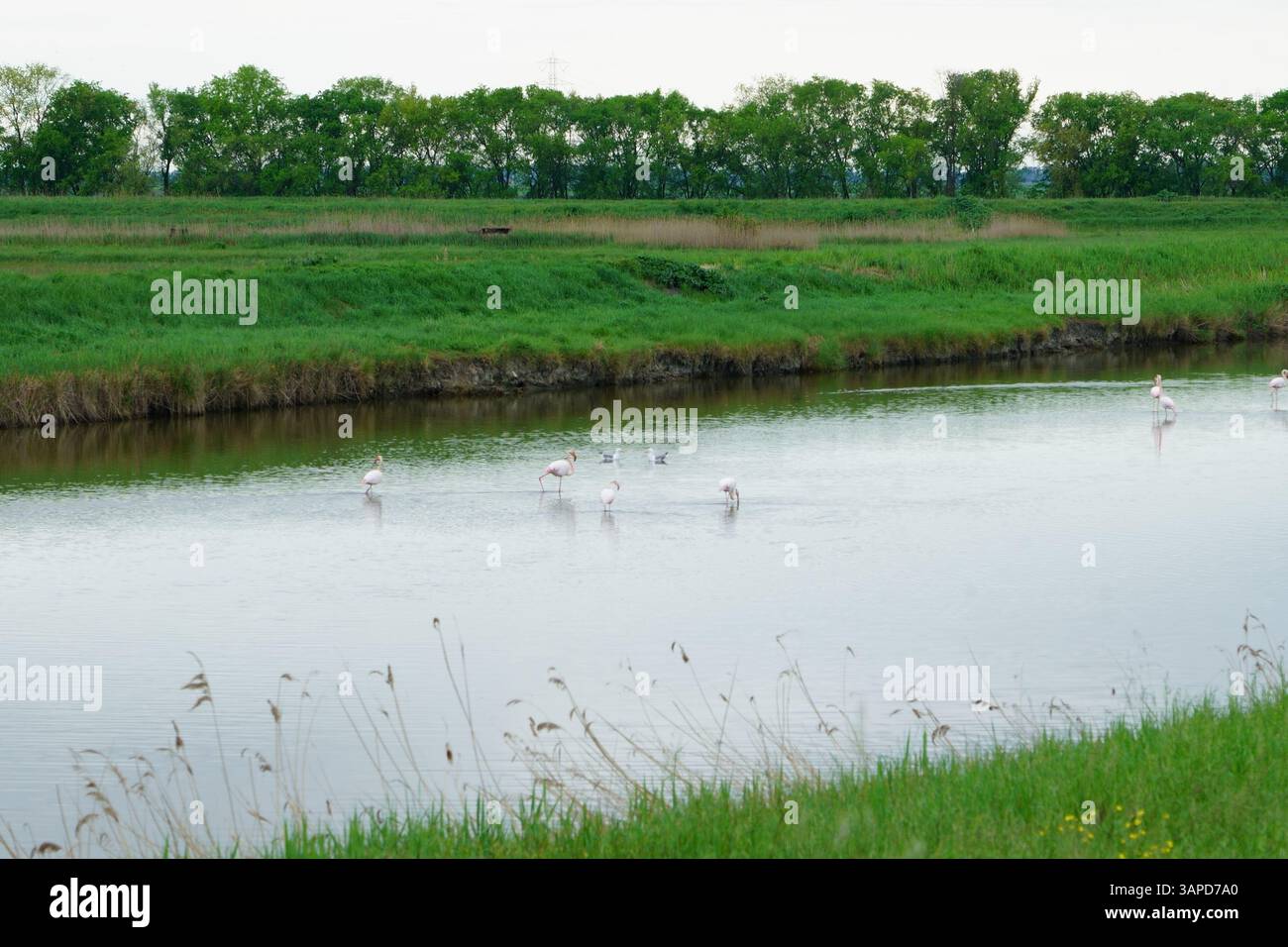 Das Valli di Comacchio liegt ruhig zwischen Emilia und Romagna (Italien) Stockfoto