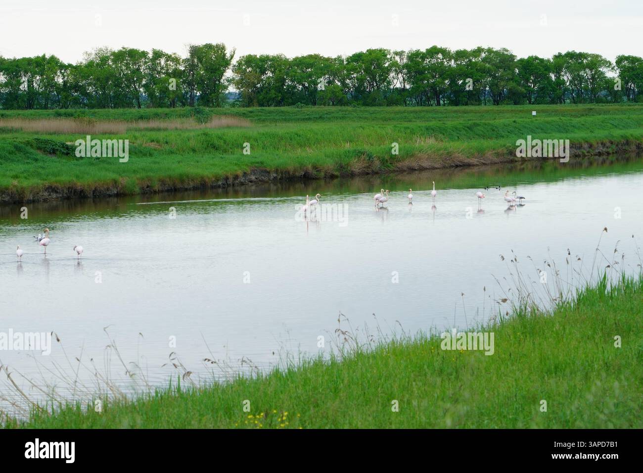 Das Valli di Comacchio liegt ruhig zwischen Emilia und Romagna (Italien) Stockfoto