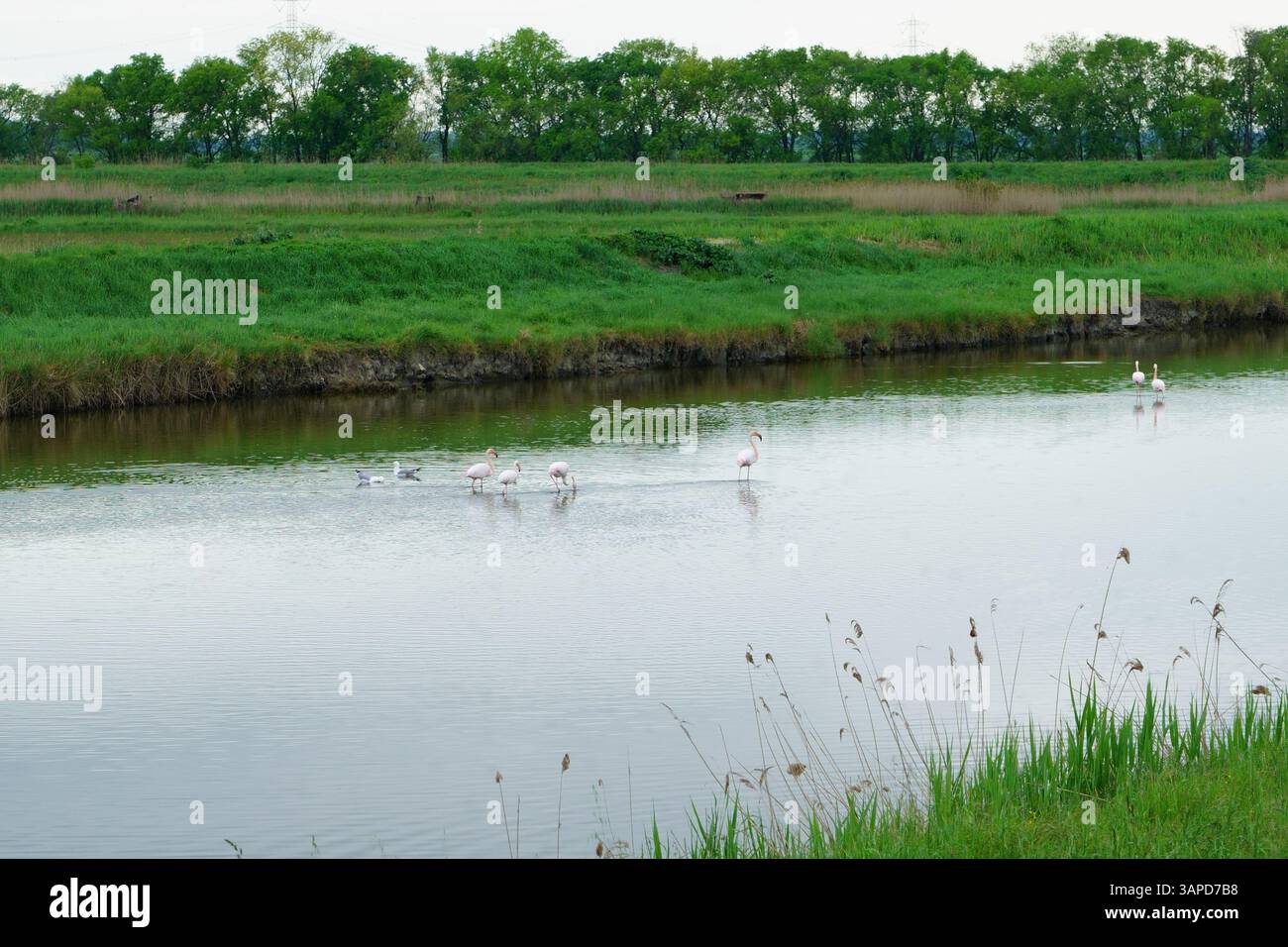 Das Valli di Comacchio liegt ruhig zwischen Emilia und Romagna (Italien) Stockfoto