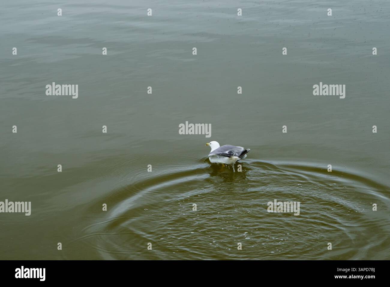 Das Valli di Comacchio liegt ruhig zwischen Emilia und Romagna (Italien) Stockfoto