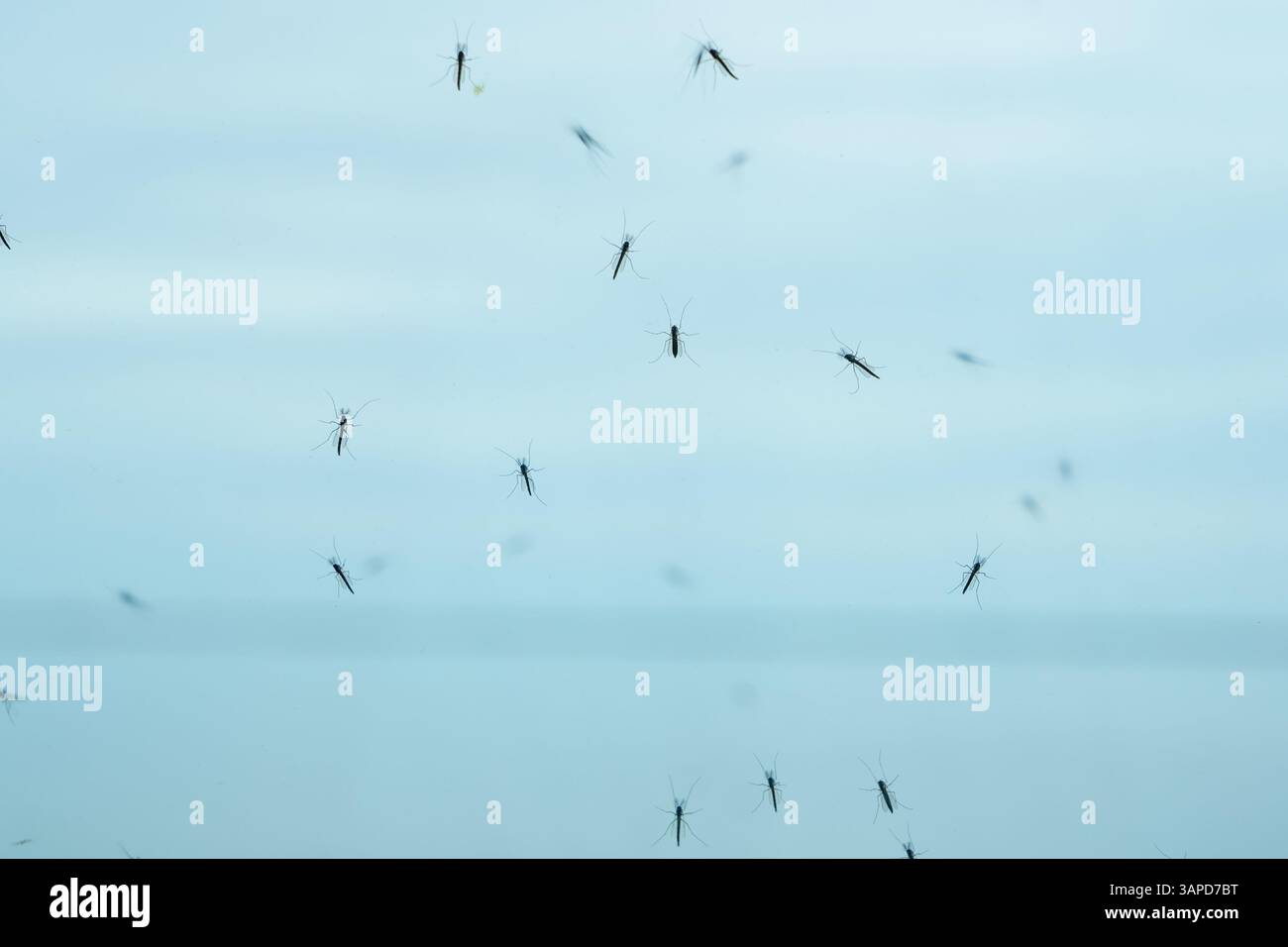 Das Valli di Comacchio liegt ruhig zwischen Emilia und Romagna (Italien) Stockfoto