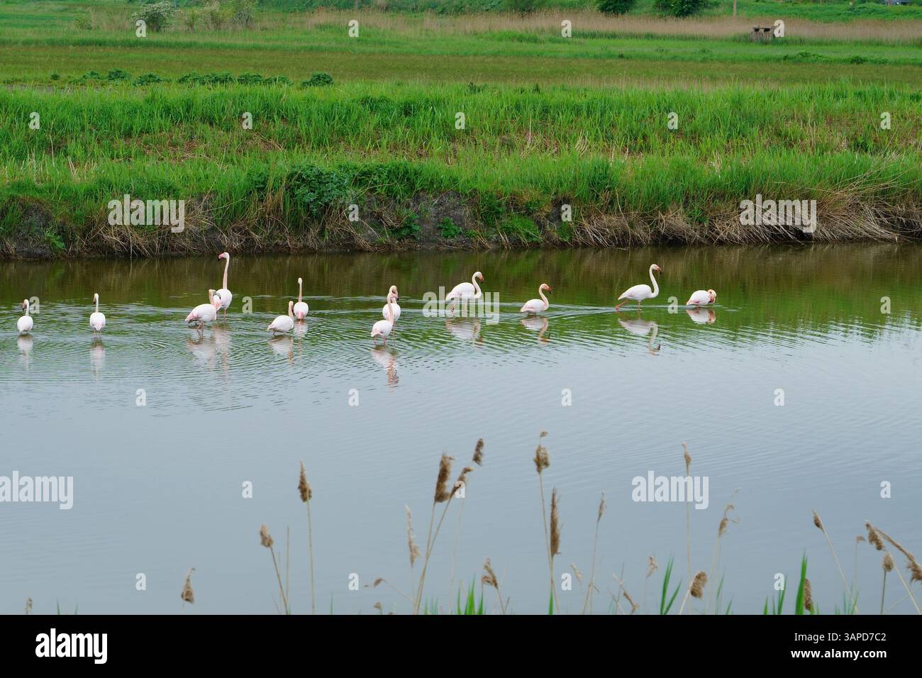 Das Valli di Comacchio liegt ruhig zwischen Emilia und Romagna (Italien) Stockfoto