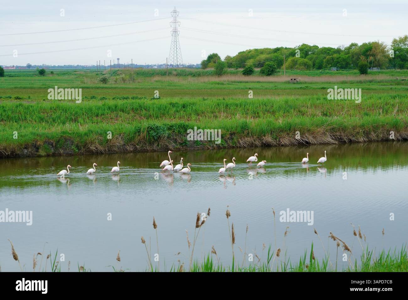 Das Valli di Comacchio liegt ruhig zwischen Emilia und Romagna (Italien) Stockfoto