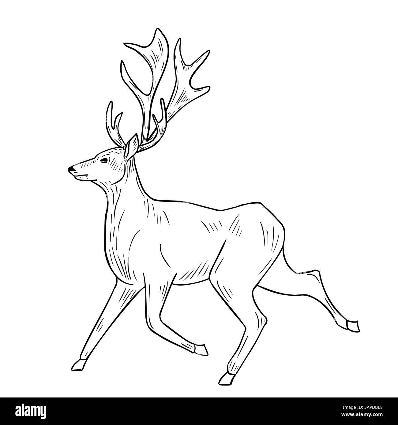 Hirschlauf handgezeichnete schwarz-weiße Vektor-Illustration. Schwarzweiß-Skizze für das Winter- und Weihnachtsdesign. Waldtier mit Geweih Stock Vektor