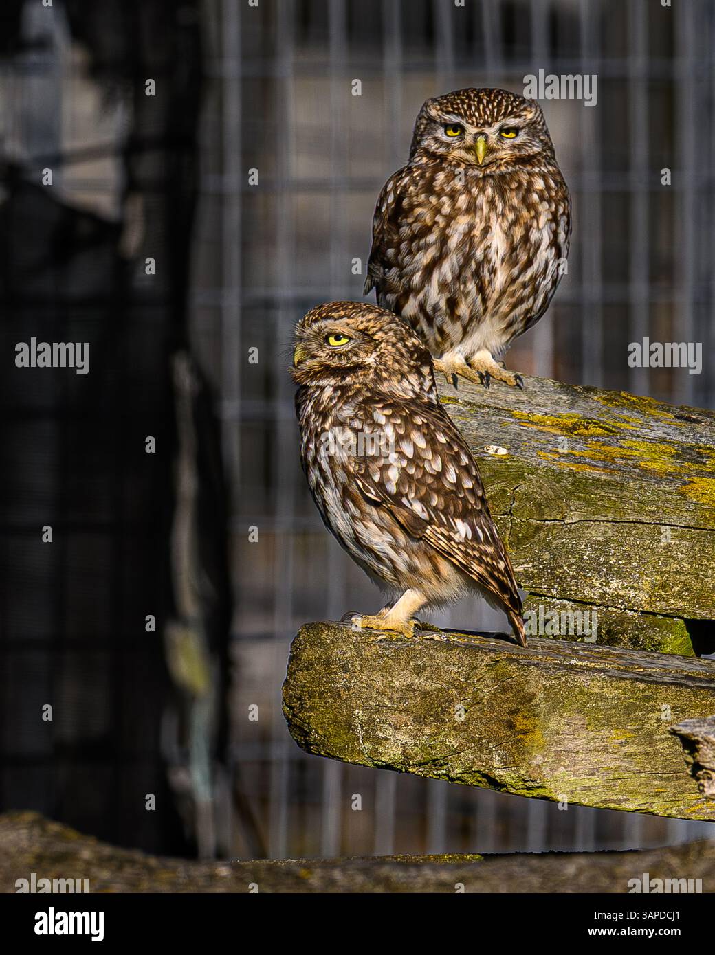 Kleine Eule Stockfoto