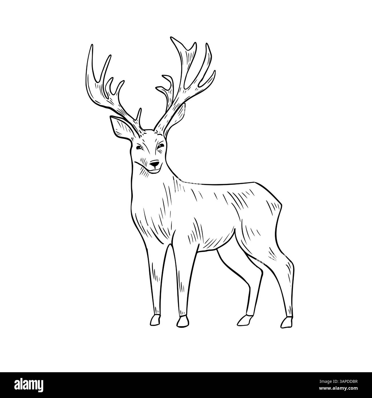 Hand gezeichnete schwarz-weiße Hirsch-Vektor-Illustration im Waldstil. Zeichnung mit Holzstieren und Geweih für Winter- und Weihnachtsmotive. Wild Stock Vektor