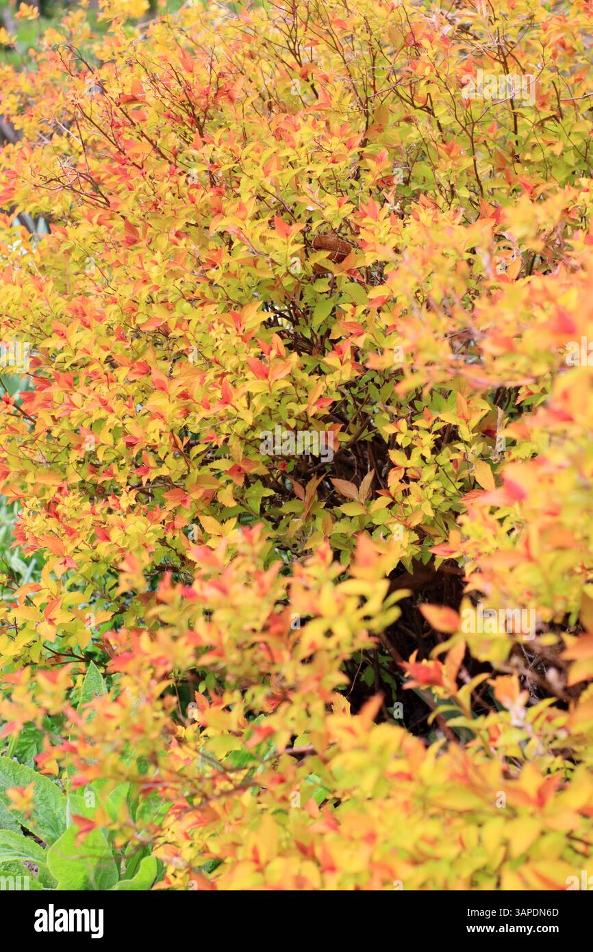 Spiraea japonica Zauberteppich mit markantem, lebhaftem Laub an einem Frühlingsgartenrand. UK Stockfoto