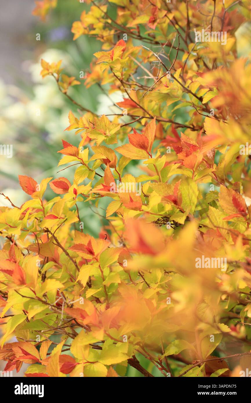 Spiraea japonica Zauberteppich mit markantem, lebhaftem Laub an einem Frühlingsgartenrand. UK Stockfoto