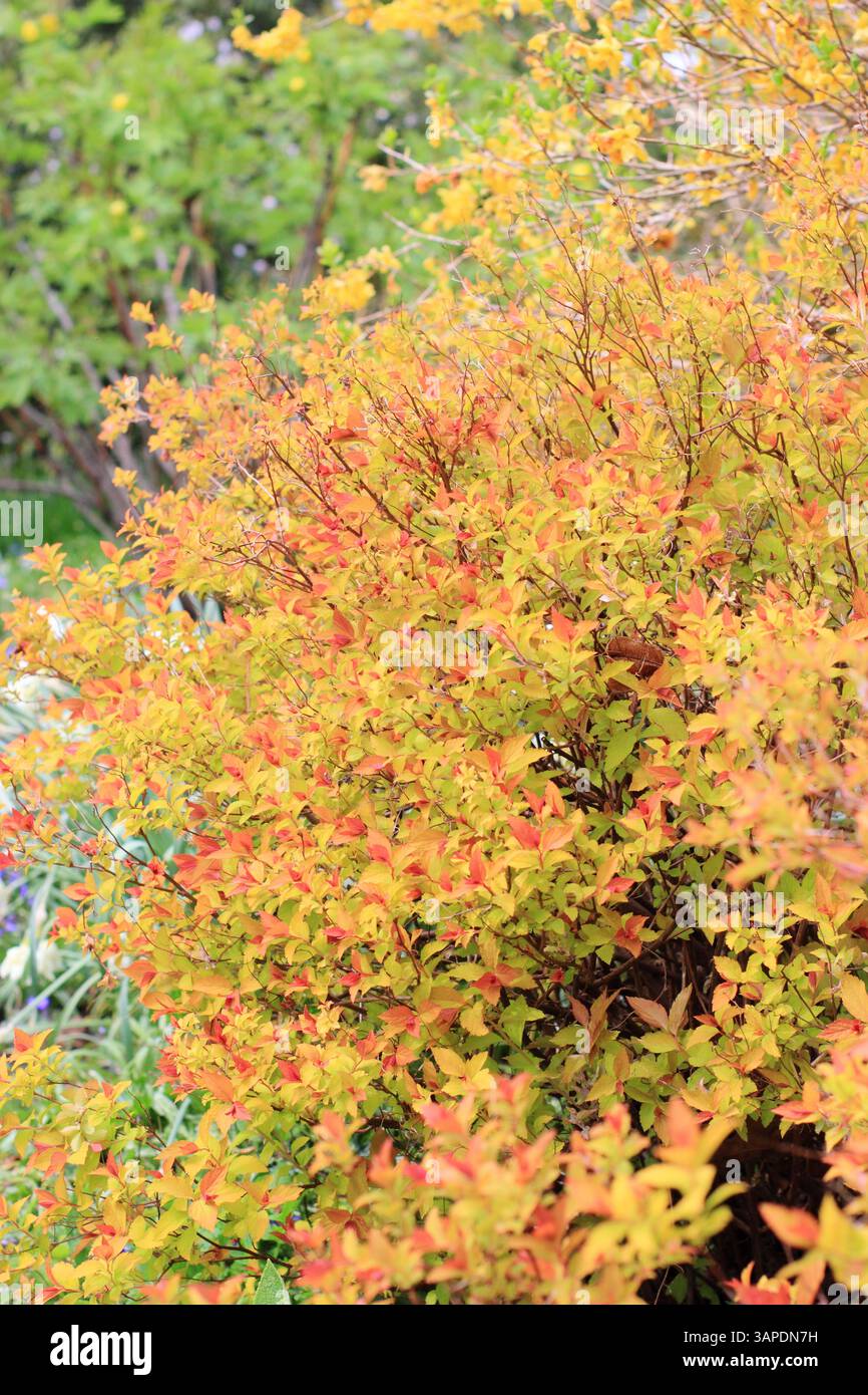 Spiraea japonica Zauberteppich mit markantem, lebhaftem Laub an einem Frühlingsgartenrand. UK Stockfoto