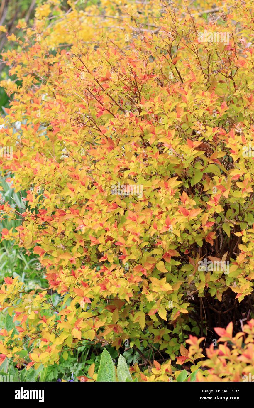 Spiraea japonica Zauberteppich mit markantem, lebhaftem Laub an einem Frühlingsgartenrand. UK Stockfoto