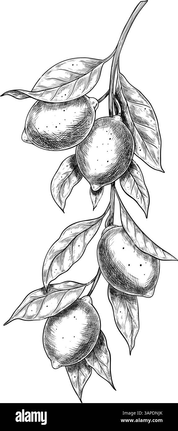 Vektorzeichnung eines Zweiges mit Zitronen und Blättern. Lineare Illustration von Zitrusfrüchten mit schwarzer Tinte für Menü- oder Kochbuch-Design. Botanische Vintage-Einzeichnung von Limette für kulinarische Rezepte. Stock Vektor